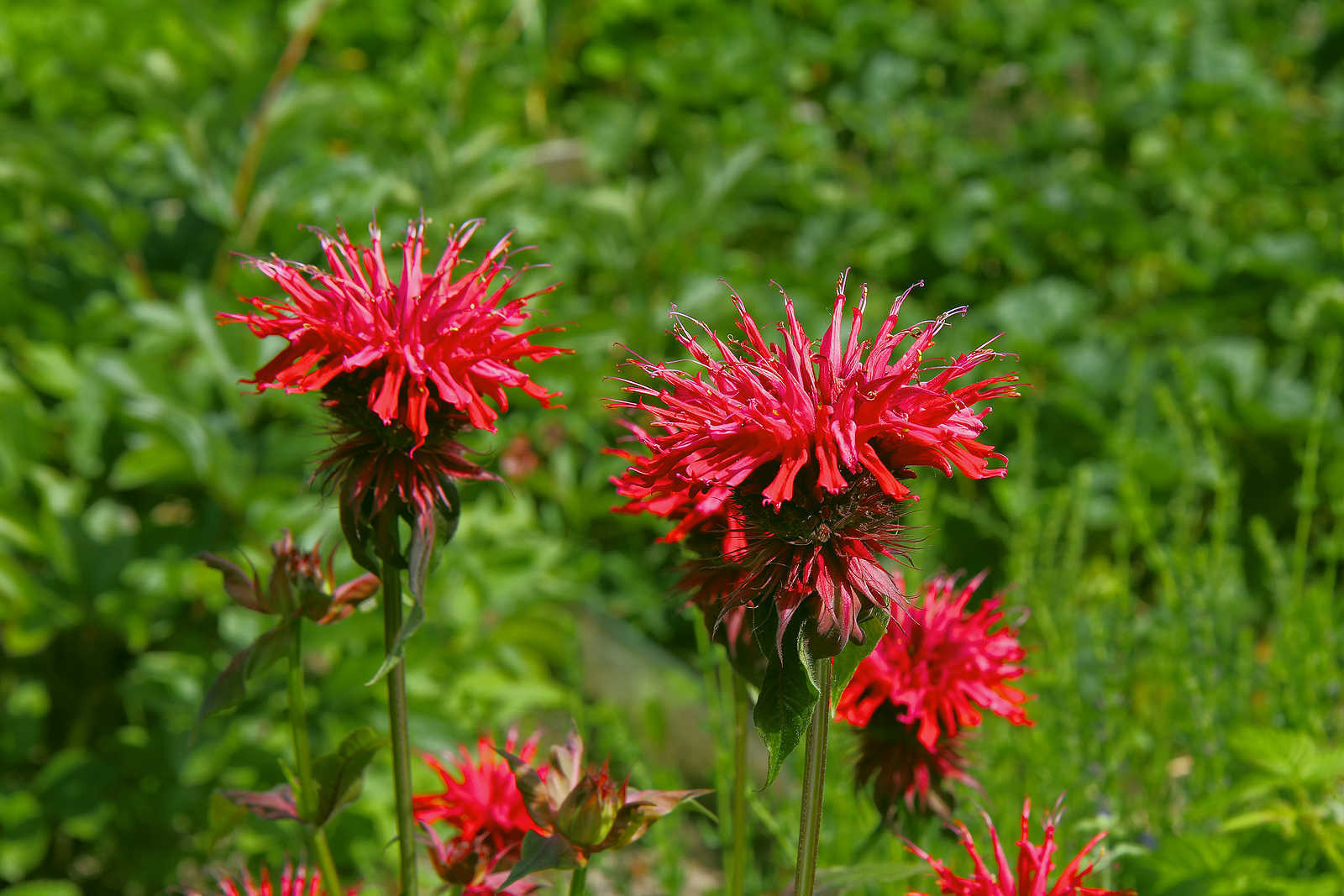 monarda